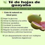 Beneficios del Té de Hoja de Guayaba: El Remedio Natural que Necesitas