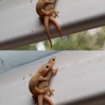 Lagartijas: Mensajeras de la Naturaleza y su Importancia en el Hogar
