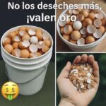 Descubre los Múltiples Beneficios de las Cáscaras de Huevo: ¡No las Deseches!