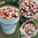 Cáscaras de Huevo: Un Tesoro Oculto para tu Salud y el Hogar