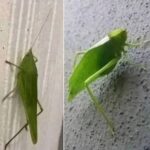 La Mensajería de los Insectos: El Mensajero del Saltamontes Hoja