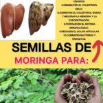 Semillas de Moringa: Un Tesoro Natural para tu Salud