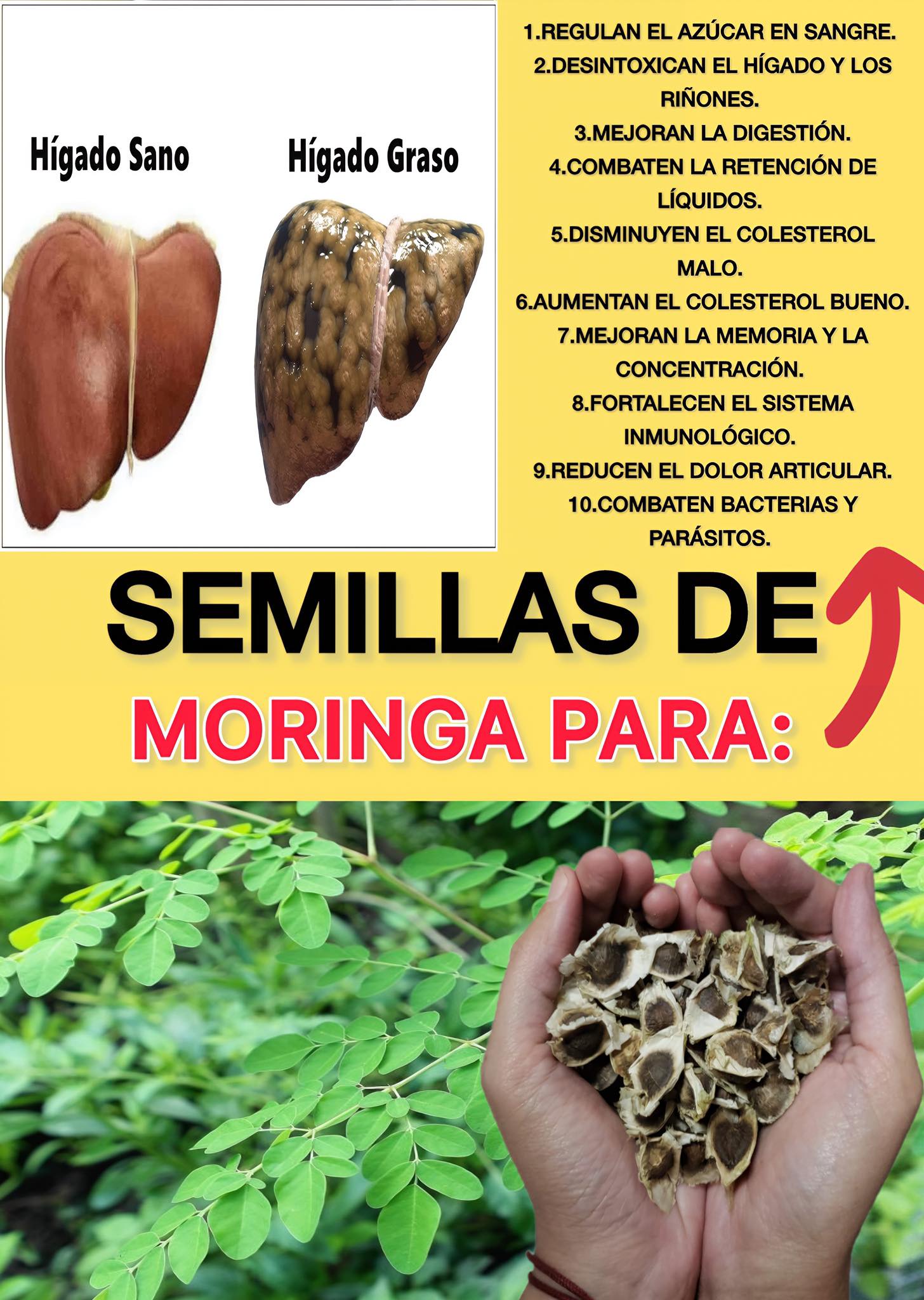 Semillas de Moringa y Beneficios para la Salud