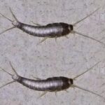 ¿Pececillos de Plata en Casa? Lo Que Debes Saber y Cómo Controlarlos