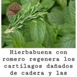 Los Beneficios de la Hierbabuena y el Romero en la Salud Articular