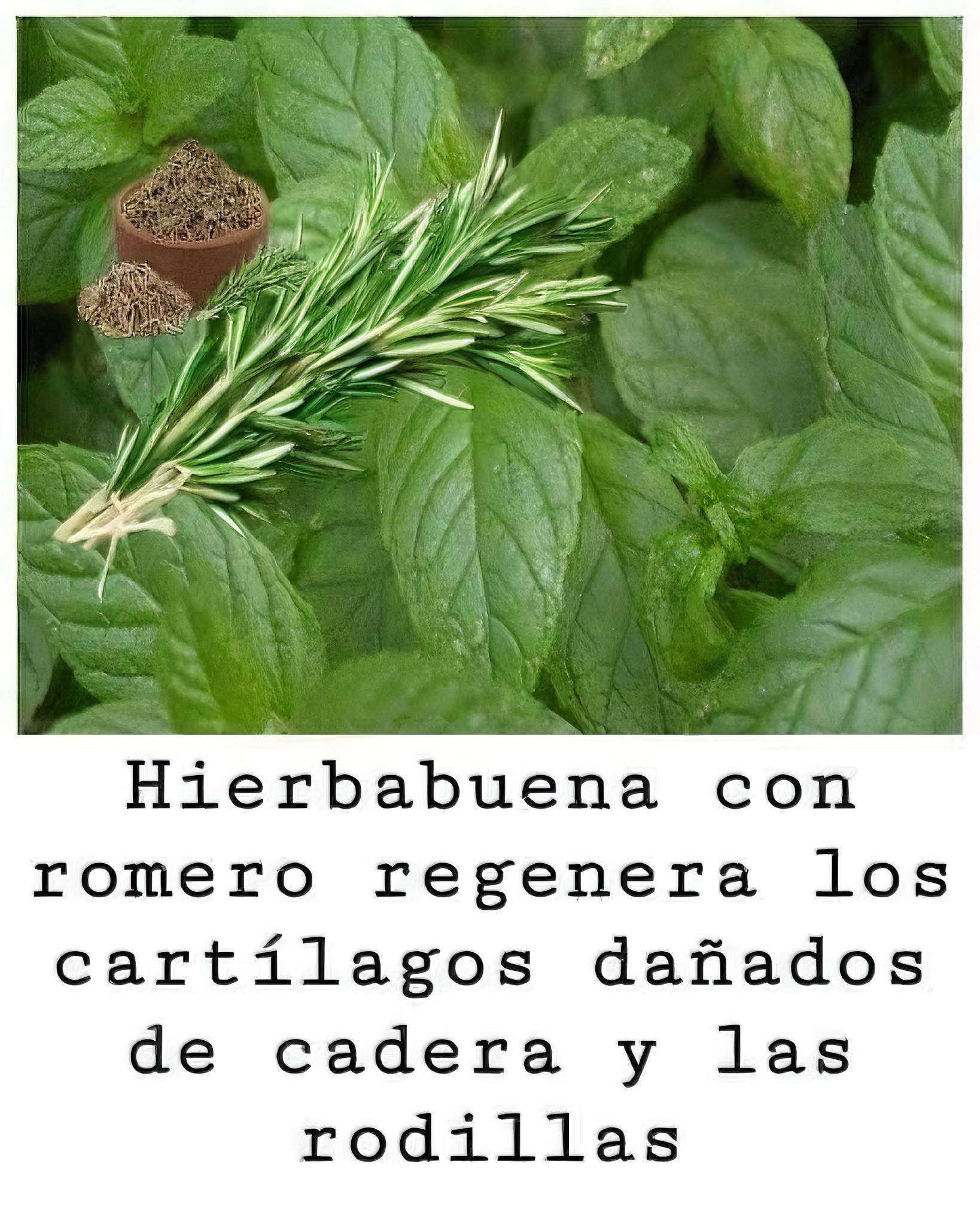 Hierbabuena y Romero