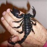 ¿Qué hacer si un escorpión te pica en la mano? Guía de salud y remedios naturales