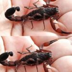 Consejos Prácticos para Evitar la Entrada de Alacranes en tu Hogar