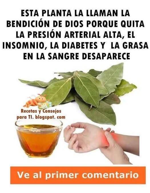 Beneficios del Laurel