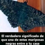 El Mágico Significado de las Mariposas Negras: Un Mensaje para Tu Salud y Bienestar