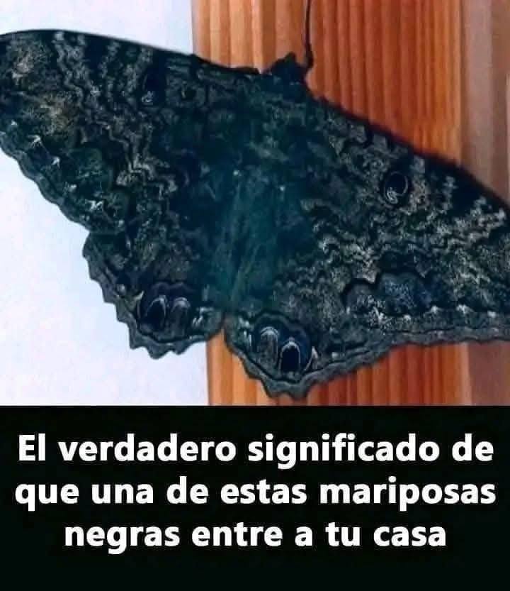 Mariposa Negra