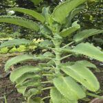 La Kalanchoe: Tu Planta Medicinal Escondida