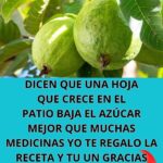 Infusión de Hojas y Semillas de Guayaba: El Secreto Campesino para Equilibrar el Azúcar en Sangre