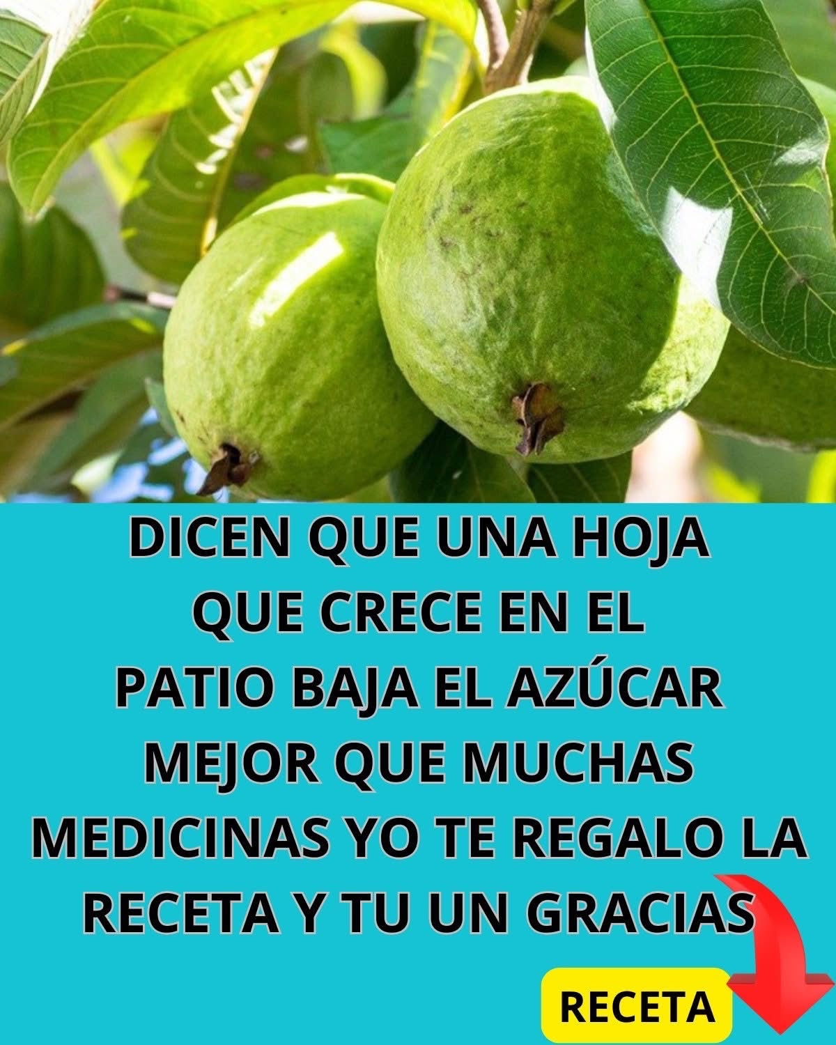 Hojas de Guayaba