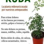 Ruda: El Remedio Natural que Nos Legaron Nuestros Abuelos