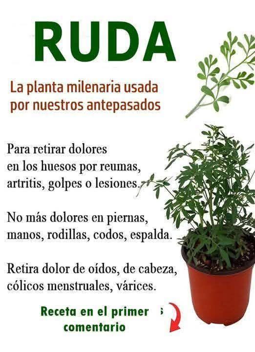 Planta de ruda en maceta