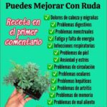 Beneficios de la Ruda: Remedios Naturales para tu Salud