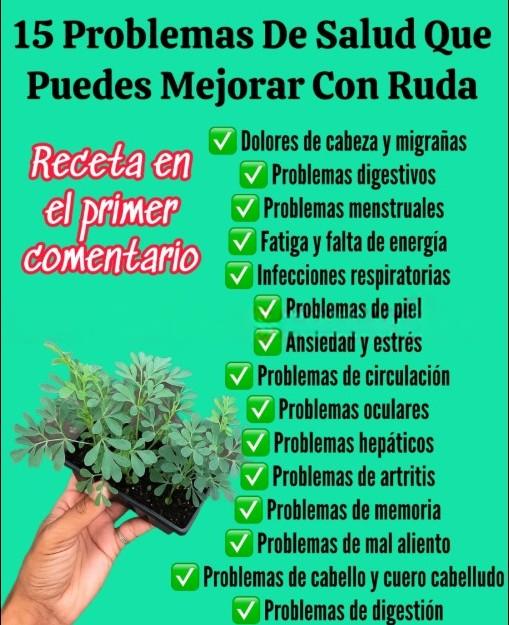 Planta de ruda