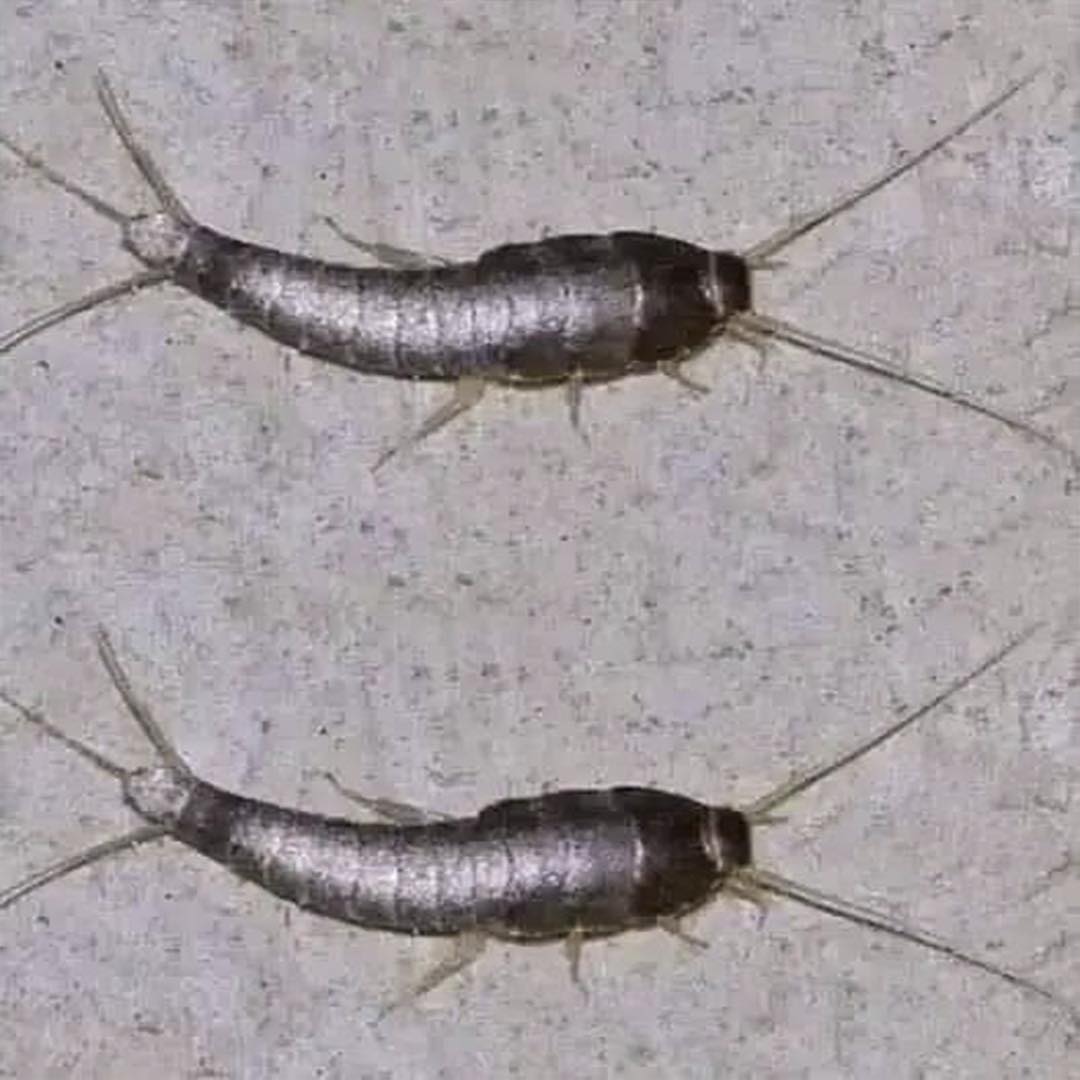 Lepismas o pececillos de plata