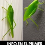 El Mensaje de la Naturaleza: ¿Qué Significa la Visita de un Insecto Verde a Tu Hogar?