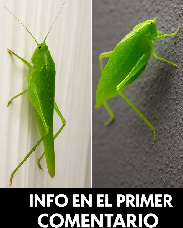 Insecto verde
