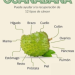 La Guanábana: Un Potente Remedio Natural Contra el Cáncer