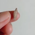 Cómo Identificar y Tratar Insectos Comunes en Casa con Remedios Naturales