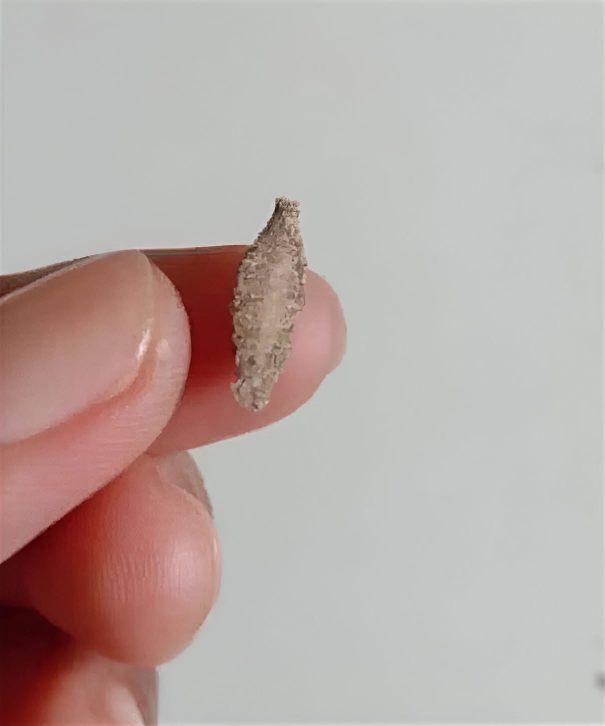 Insectos Comunes en Casa