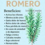 Romero: 60 Beneficios y Usos para Mejorar tu Salud