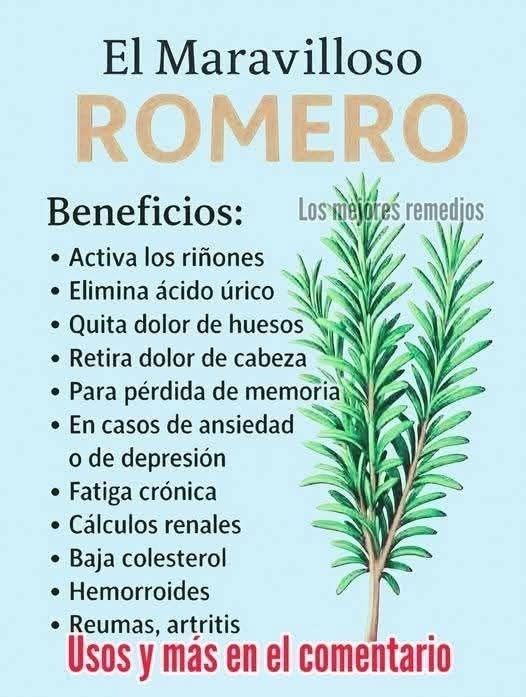 Planta de Romero