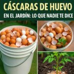Cómo Usar Cáscaras de Huevo en tu Jardín: Beneficios y Consejos Prácticos