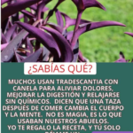 Transforma tu Salud con Tradescantia y Canela
