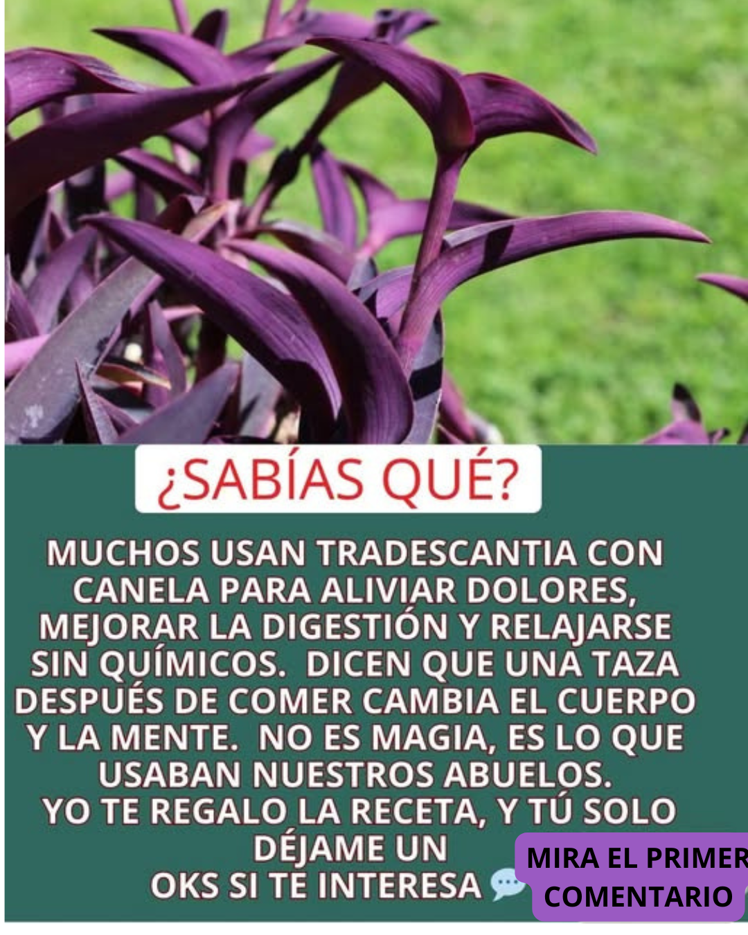 Planta Tradescantia de hojas moradas