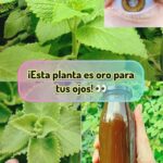 Orégano Cubano: La Planta que Mejora Tu Salud Ocular