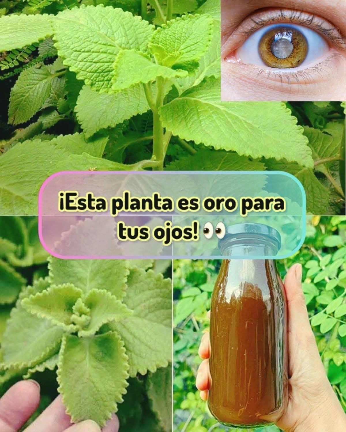 Orégano Cubano