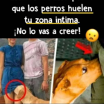 La Verdadera Razón por la que los Perros Huelen tu Zona Íntima