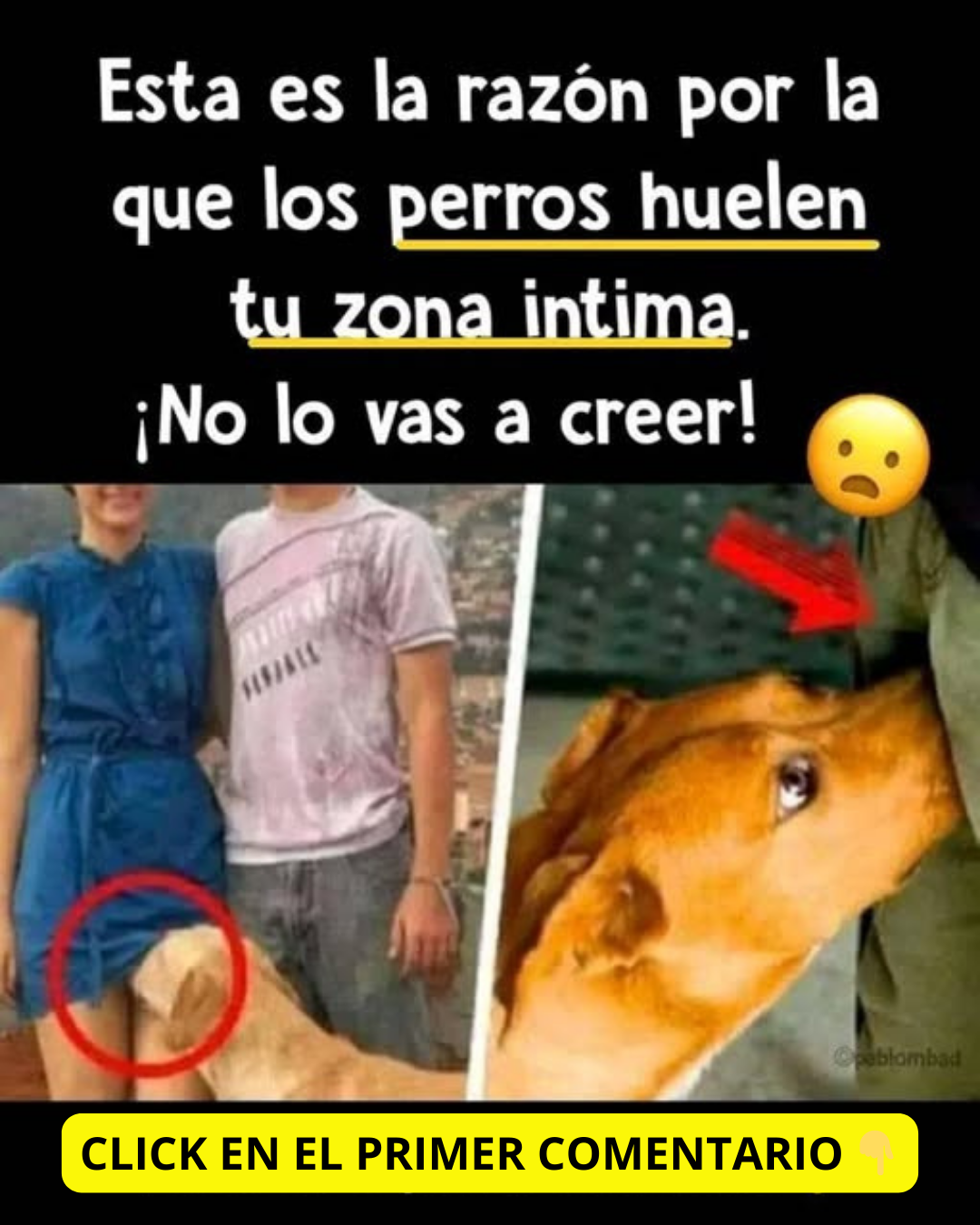 Perro olfateando a una persona