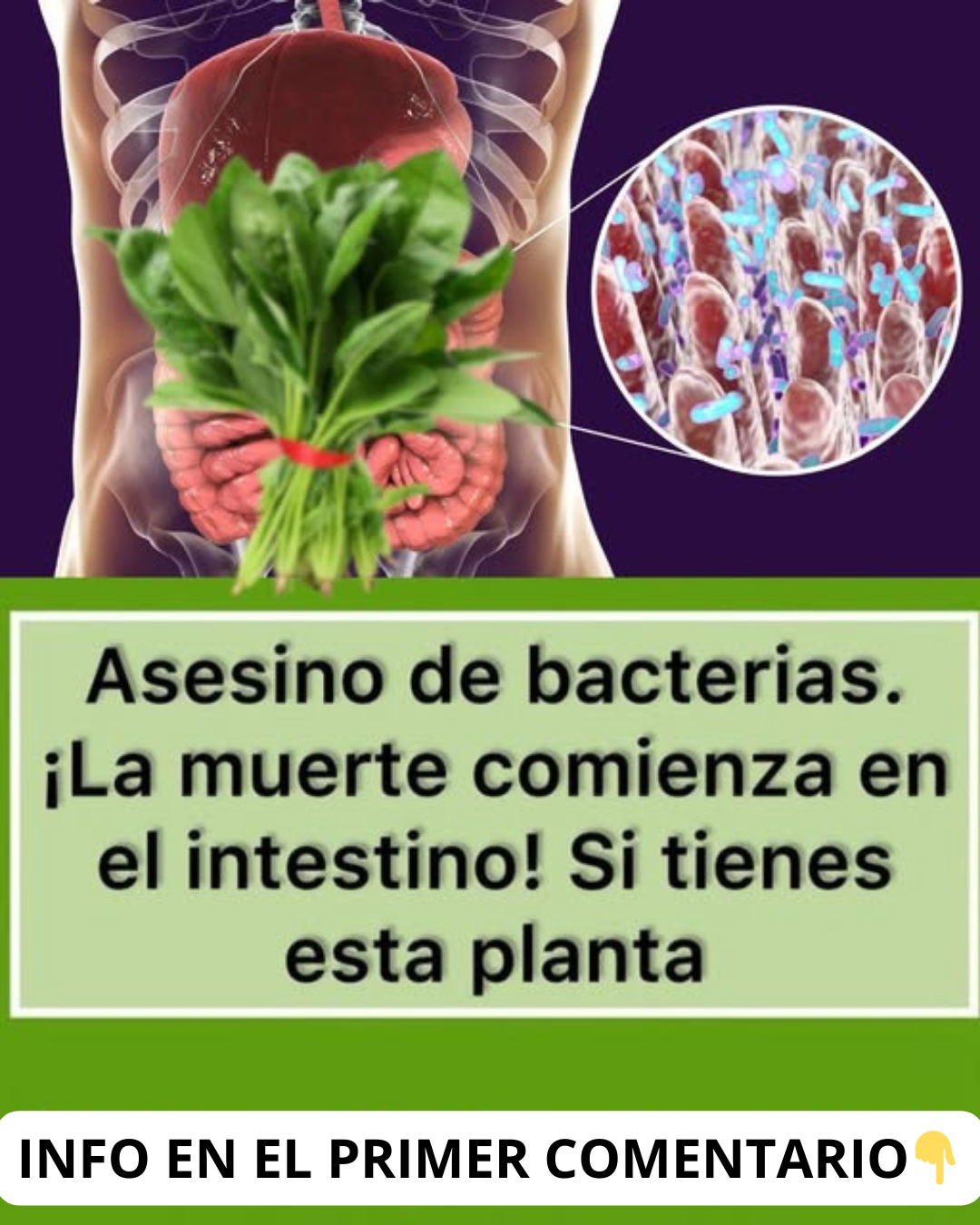 Bacterias en el Sistema Digestivo