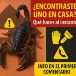 ¿Encontraste un Alacrán en Casa? Lo que Debes Saber