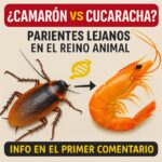La Fascinante Conexión Genética entre Camarones y Cucarachas