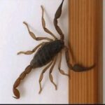 ¿Sabías que los alacranes te visitan cuando… descubre sus secretos!