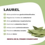Té de Hojas de Laurel: Beneficios y Receta Natural para la Salud