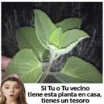 El Orégano cubano: Un Tesoro en Tu Jardín