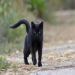 La Magia de los Gatos Negros y su Impacto en Nuestra Salud