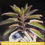 Los Asombrosos Beneficios de la Planta Kalanchoe en tu Hogar
