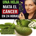 La Guanábana: ¿Un Remedio Natural Contra el Cáncer?