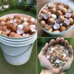 Beneficios y Usos de las Cáscaras de Huevo: Cómo Hervirlas y Mejorar tu Salud y Jardín