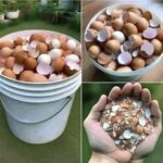 Beneficios de hervir cáscaras de huevo: Un aliado natural para la salud y el hogar