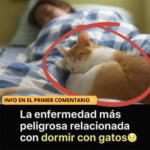 Las Enfermedades Peligrosas de Dormir con Gatos: Lo Que Debes Saber