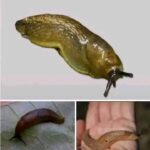 La Sorprendente Conexión de las Babosas con la Naturaleza y la Salud